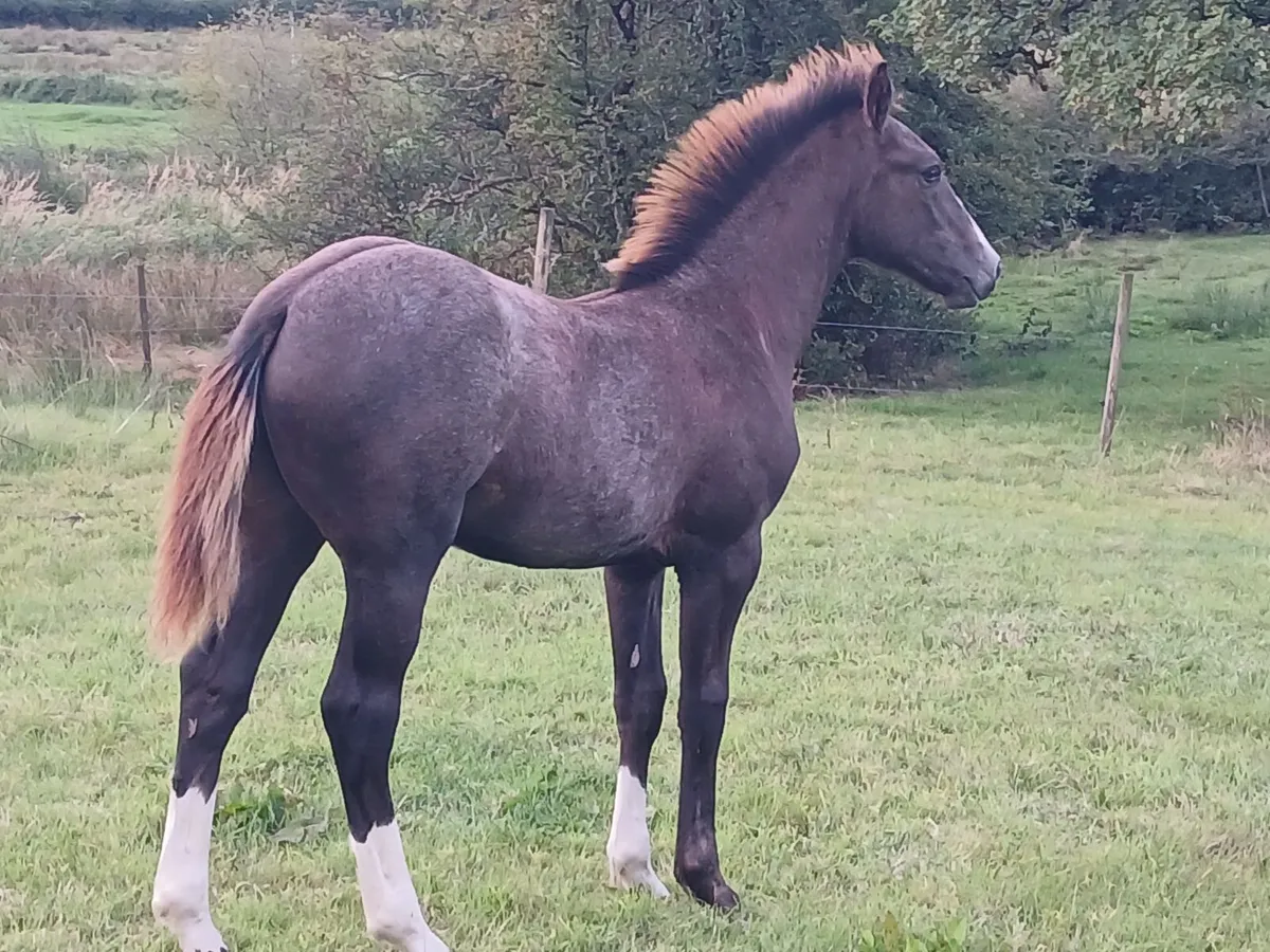 Irish draught colt foal - Image 4
