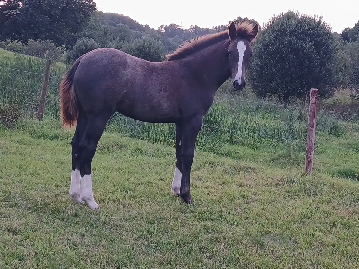 Irish draught colt foal - Image 1