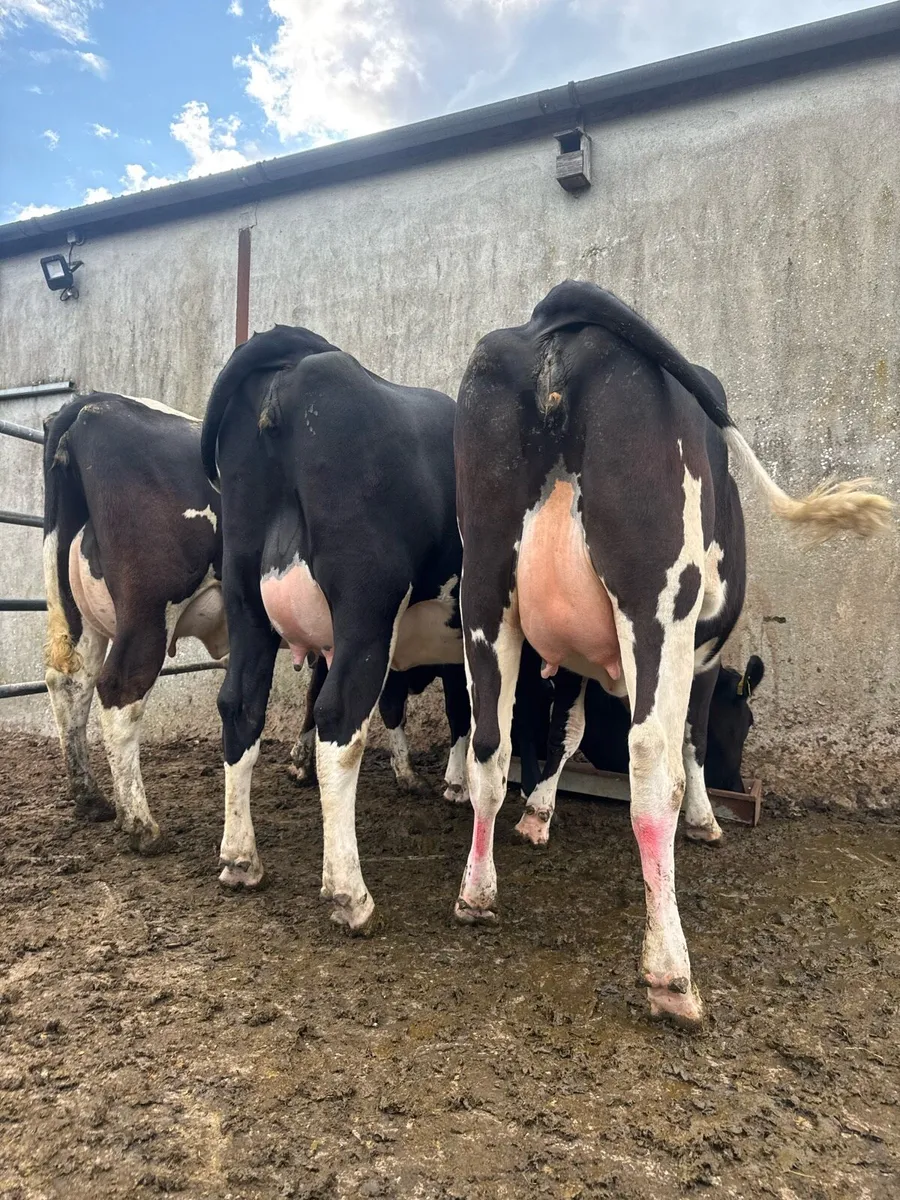 Calved Heifers - Image 1
