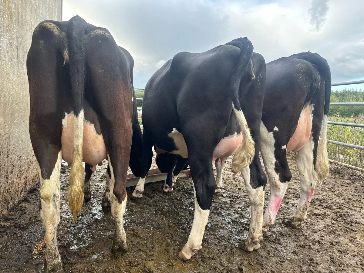 Calved Heifers - Image 2