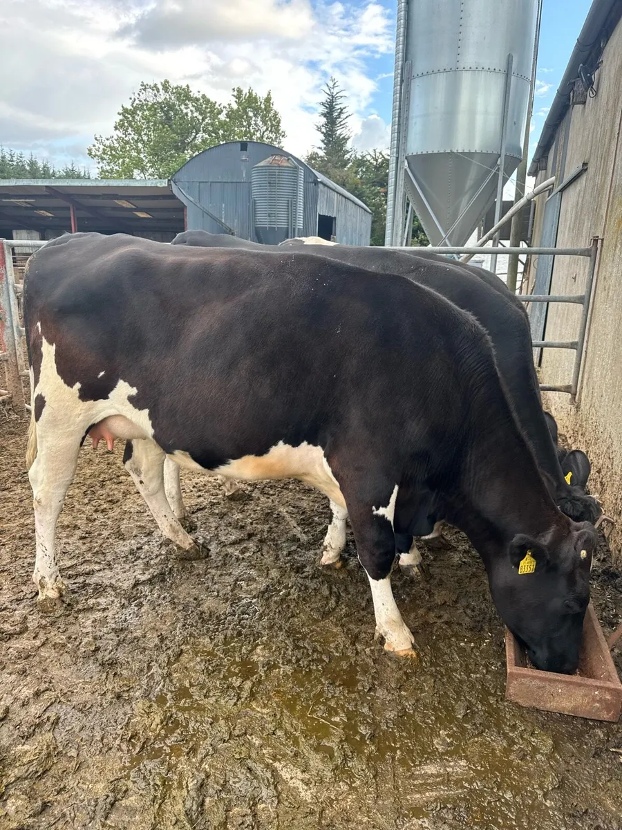 Calved Heifers - Image 3