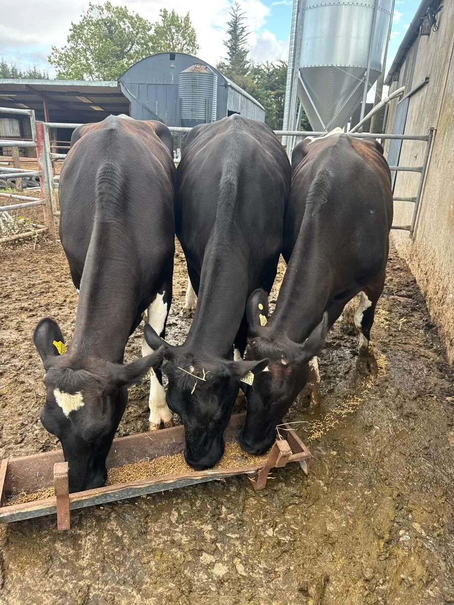 Calved Heifers - Image 4