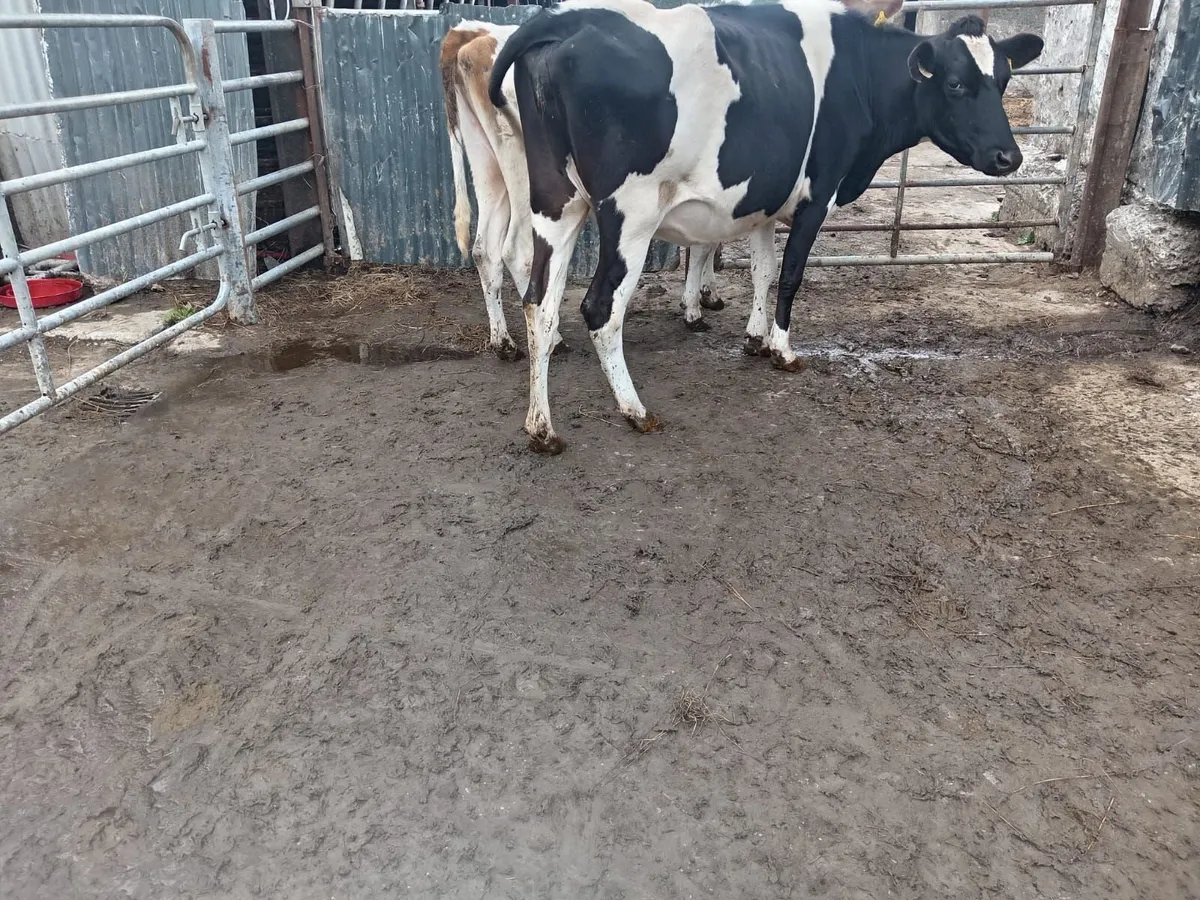 2 jex incalf 2nd calvers - Image 2