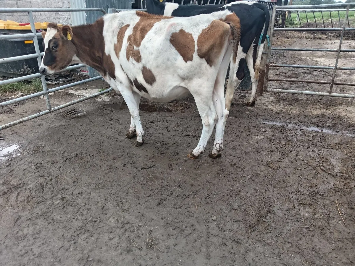 2 jex incalf 2nd calvers - Image 3