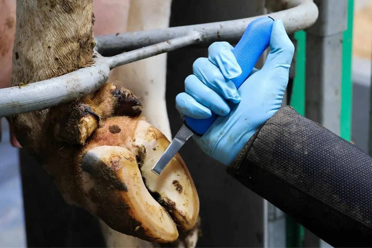 🐮 Hoof Trimming available 🐮