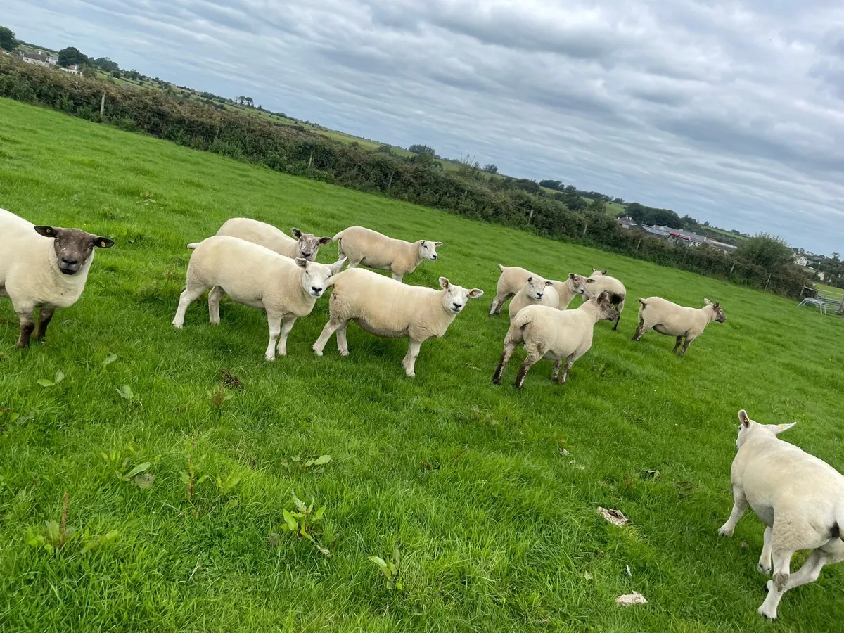Sufftex hoggets and texel x + hogget rams - Image 2