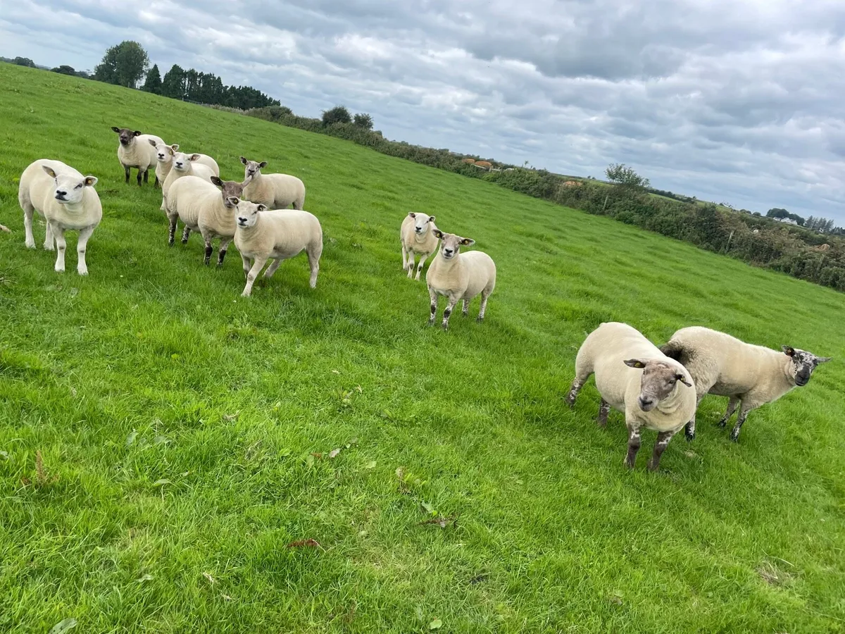 Sufftex hoggets and texel x + hogget rams - Image 4