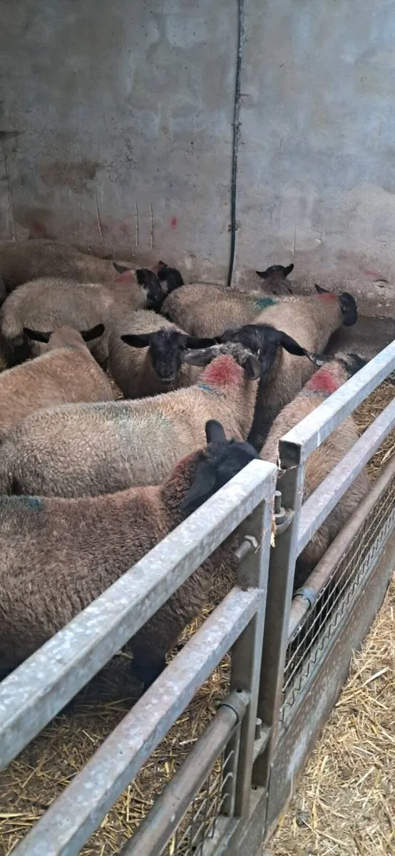 ****Ewe Lambs**** - Image 1