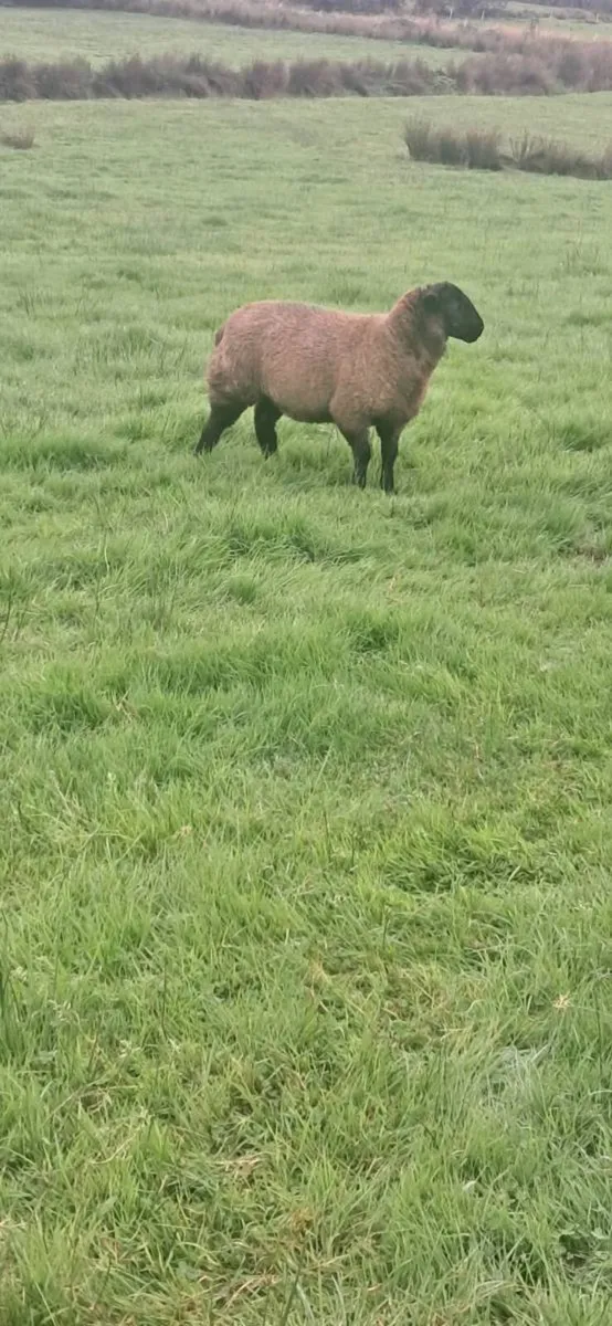 ****Ewe Lambs**** - Image 3