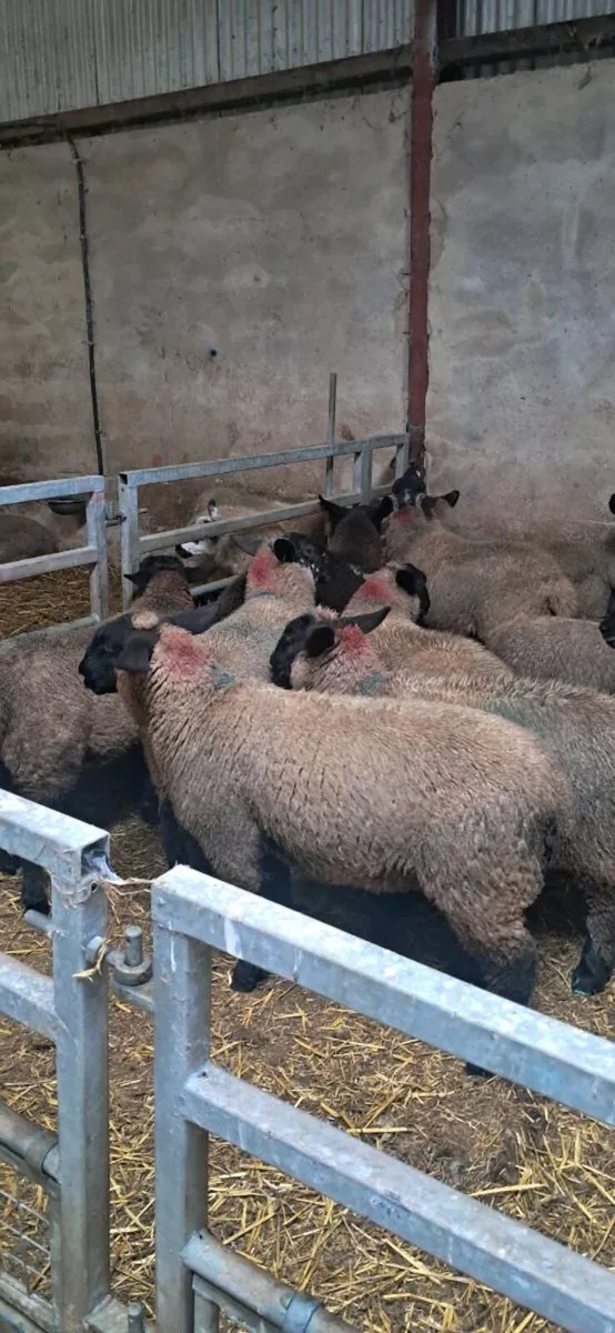 ****Ewe Lambs**** - Image 2