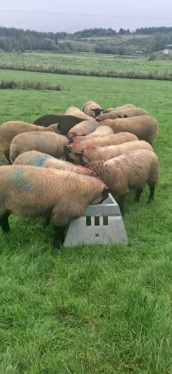 ****Ewe Lambs**** - Image 4