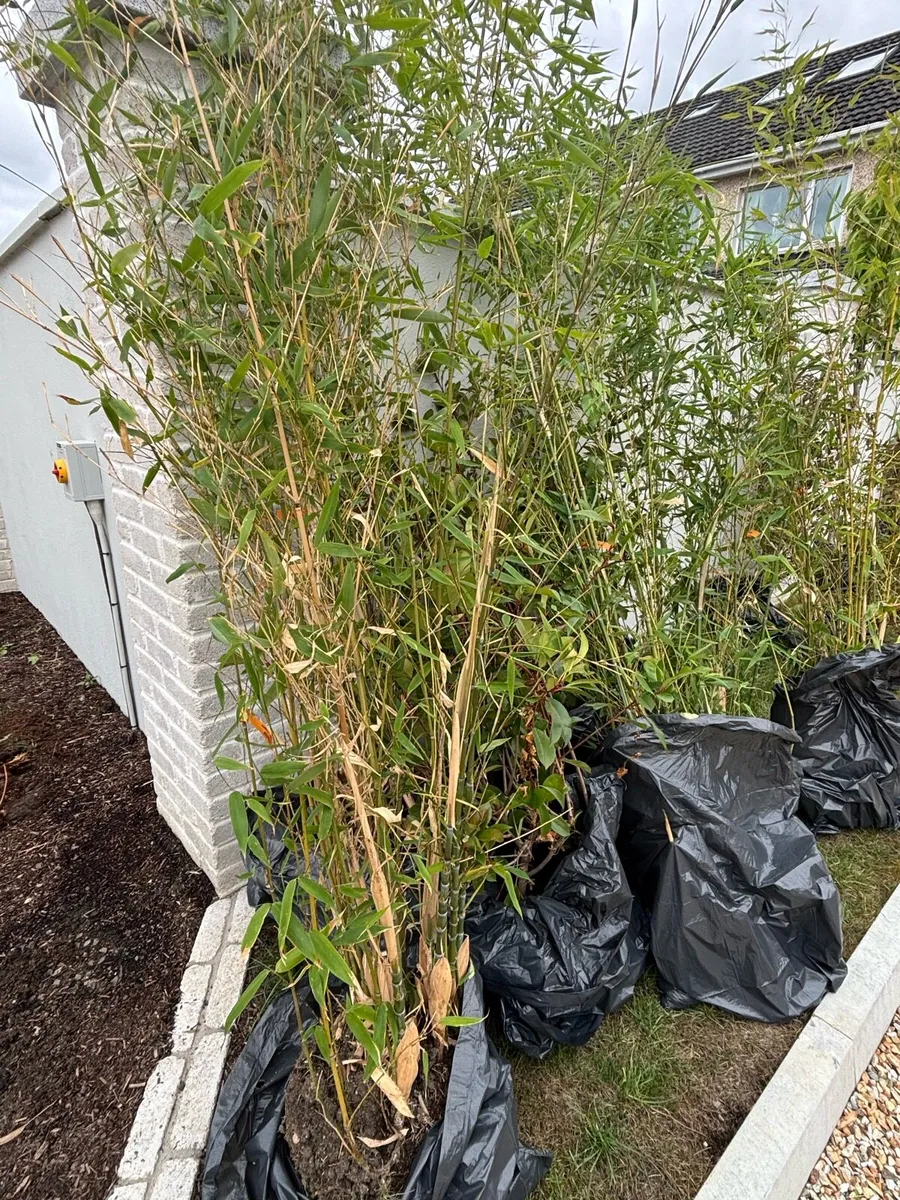 Mature Garden Plants- and tree for Sale. - Image 1