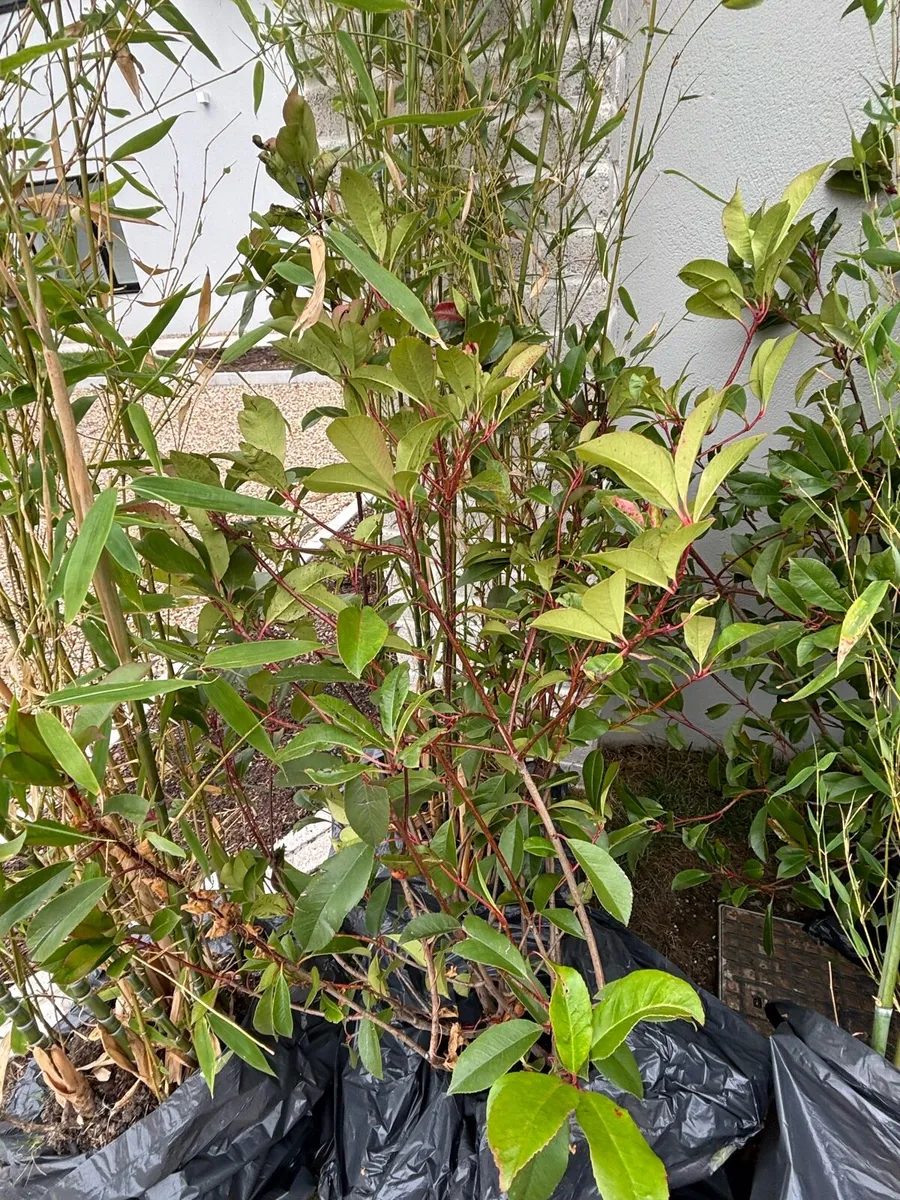 Mature Garden Plants- and tree for Sale. - Image 3