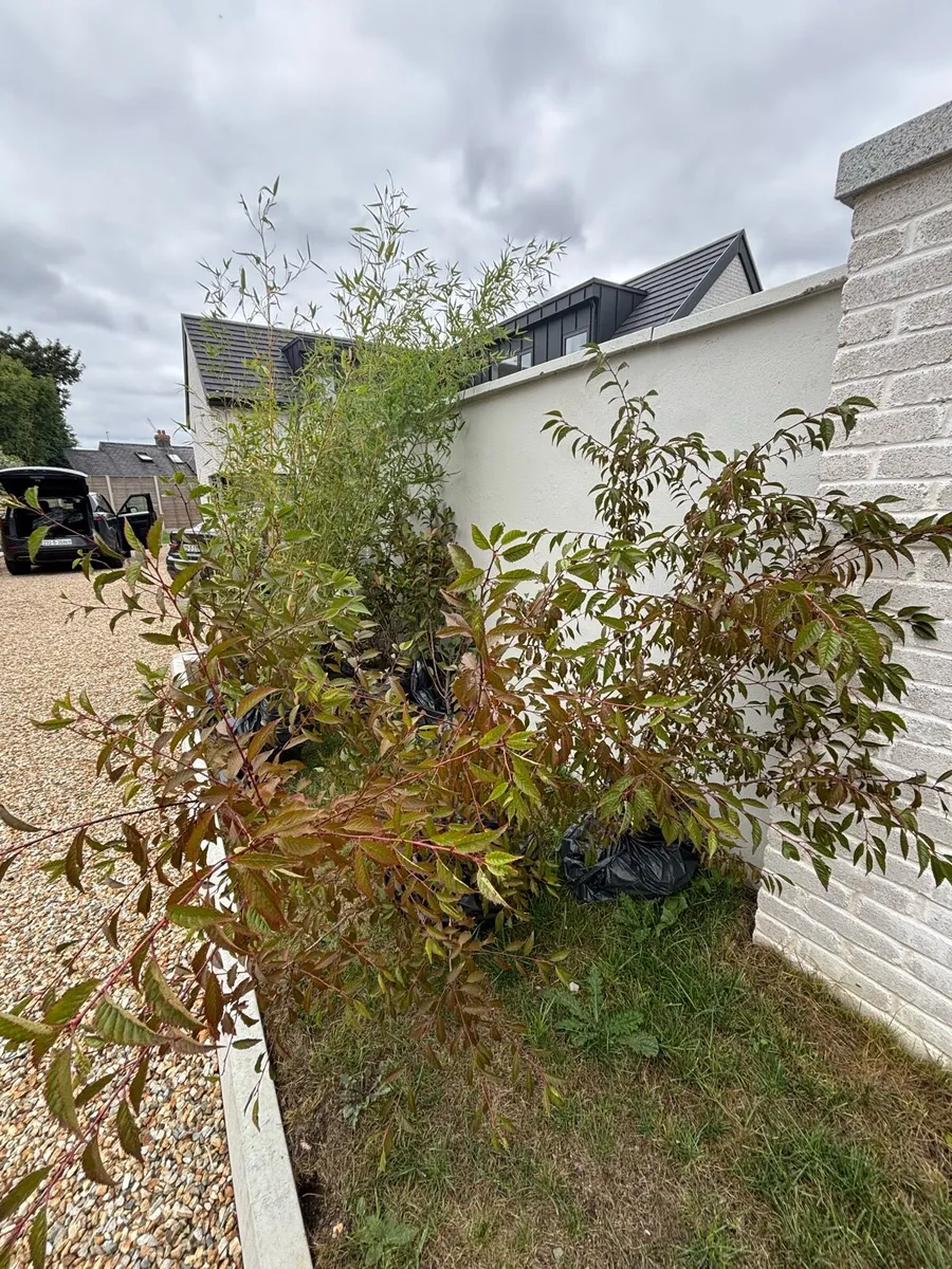 Mature Garden Plants- and tree for Sale. - Image 4