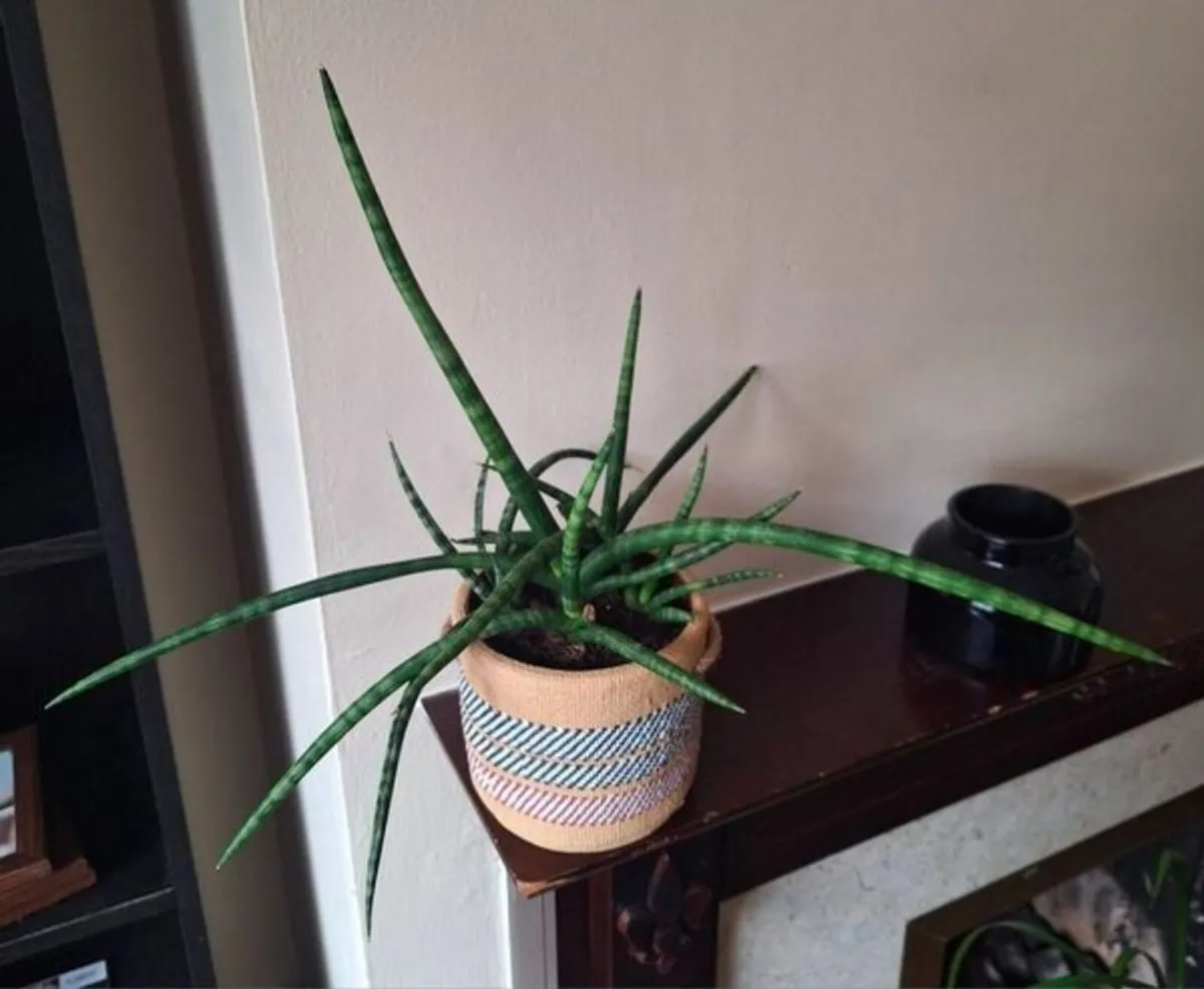 Healthy Sansevieria Cylindrica in Ethnic Pot - Image 1