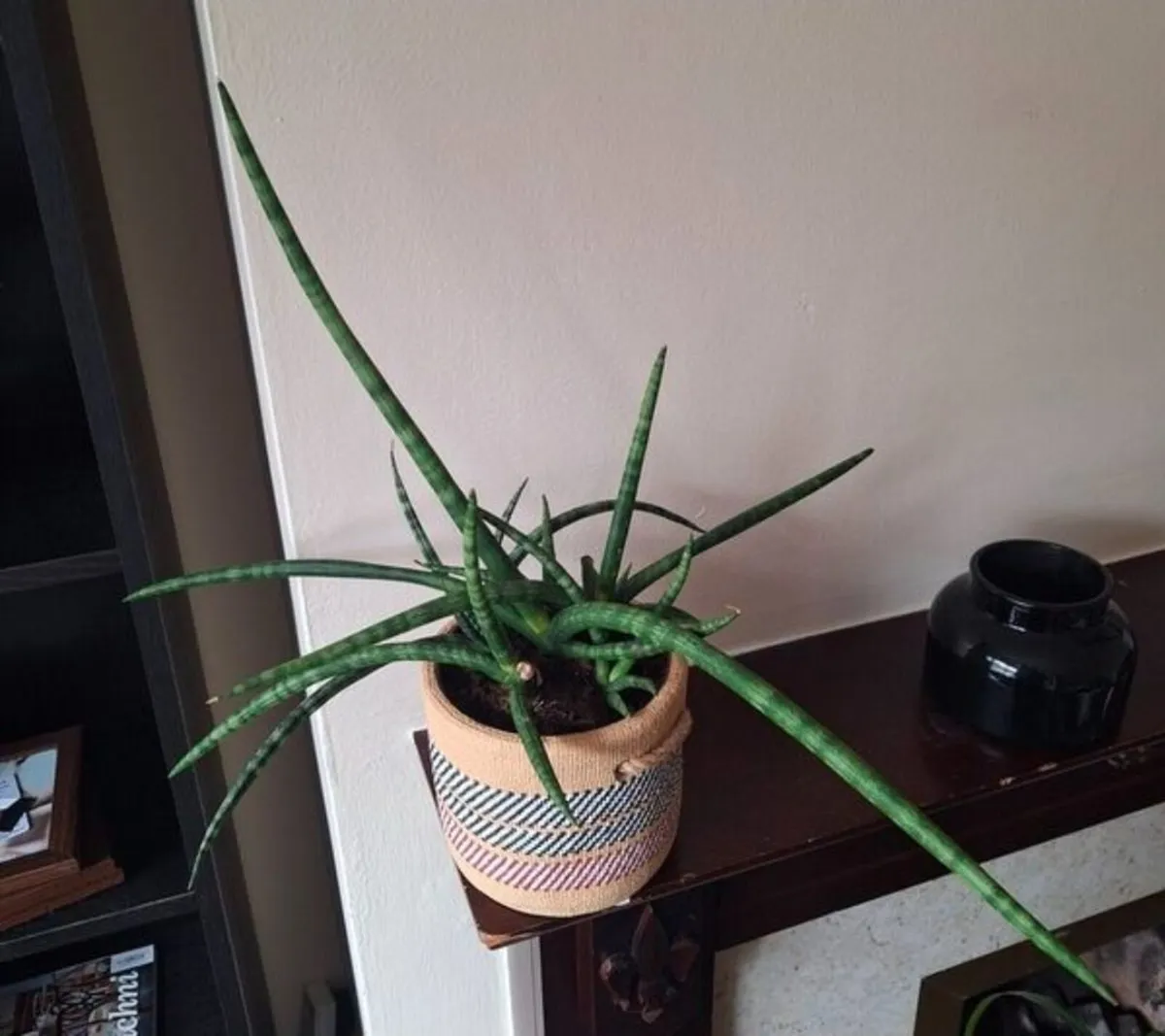 Healthy Sansevieria Cylindrica in Ethnic Pot - Image 2