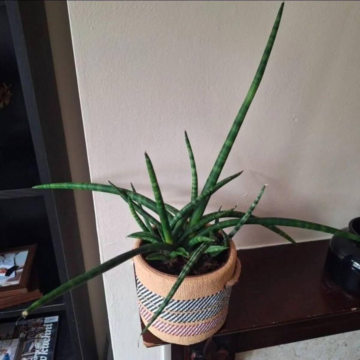 Healthy Sansevieria Cylindrica in Ethnic Pot - Image 3