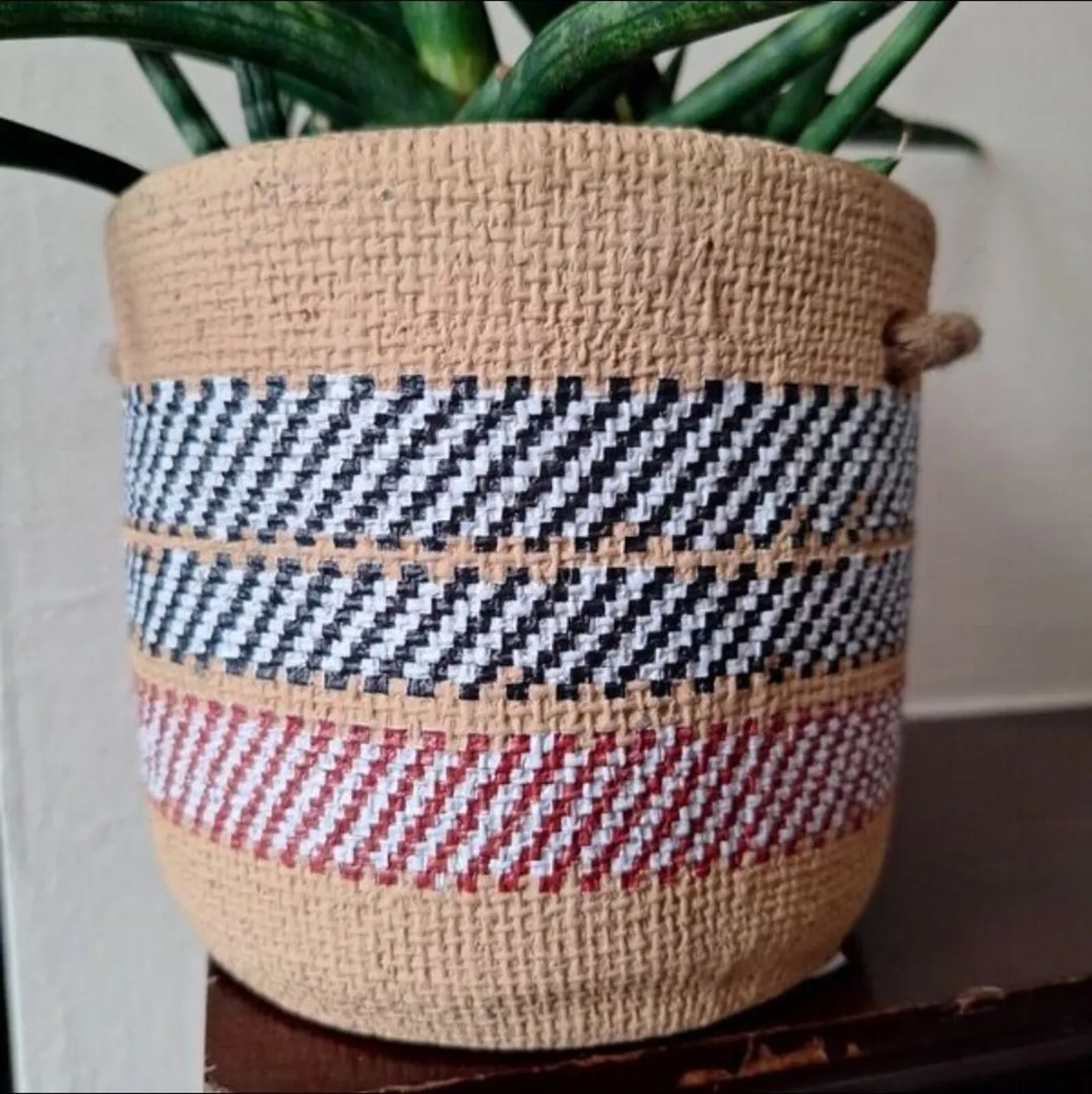 Healthy Sansevieria Cylindrica in Ethnic Pot - Image 4