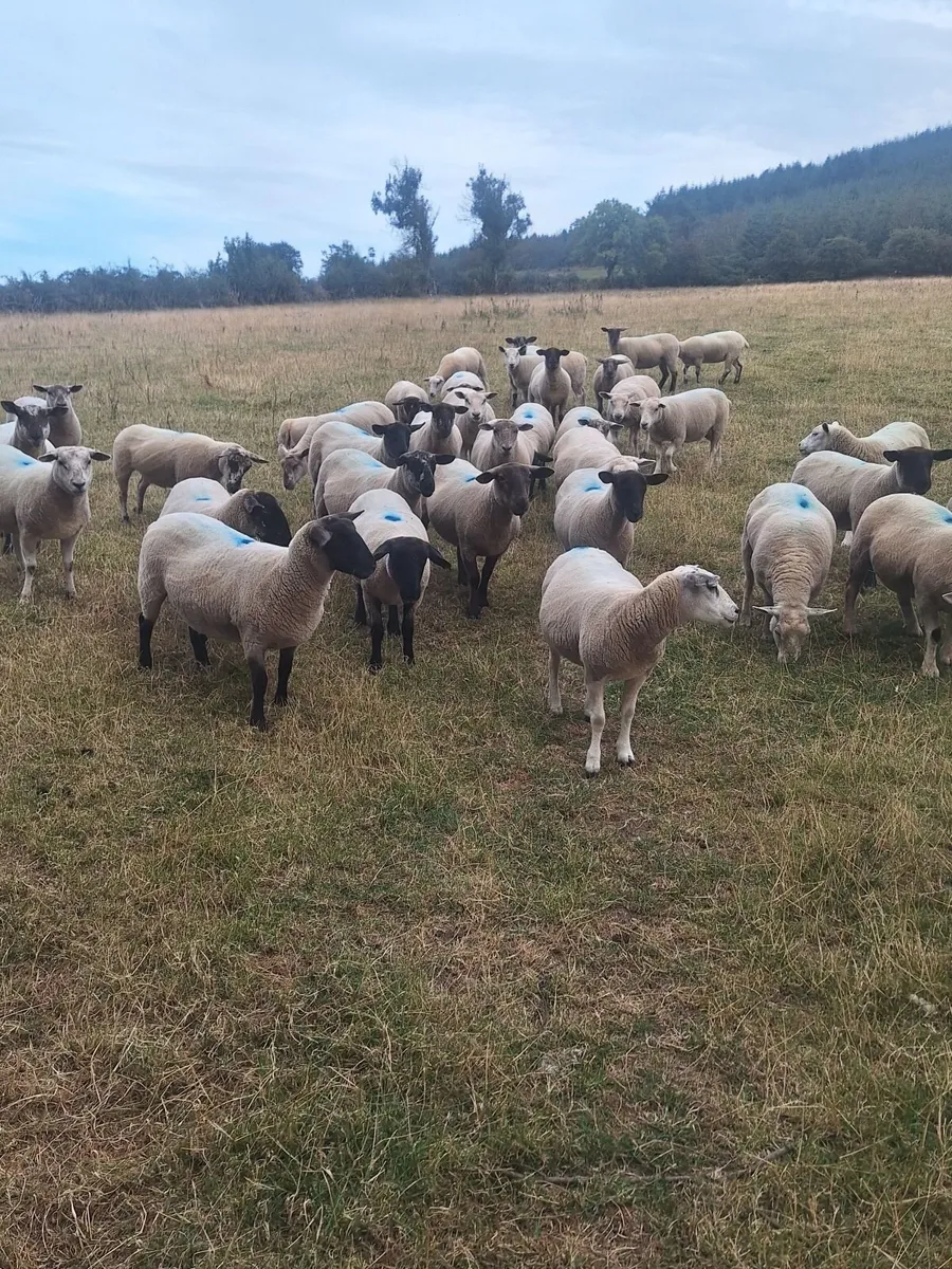 Sheep - Image 3