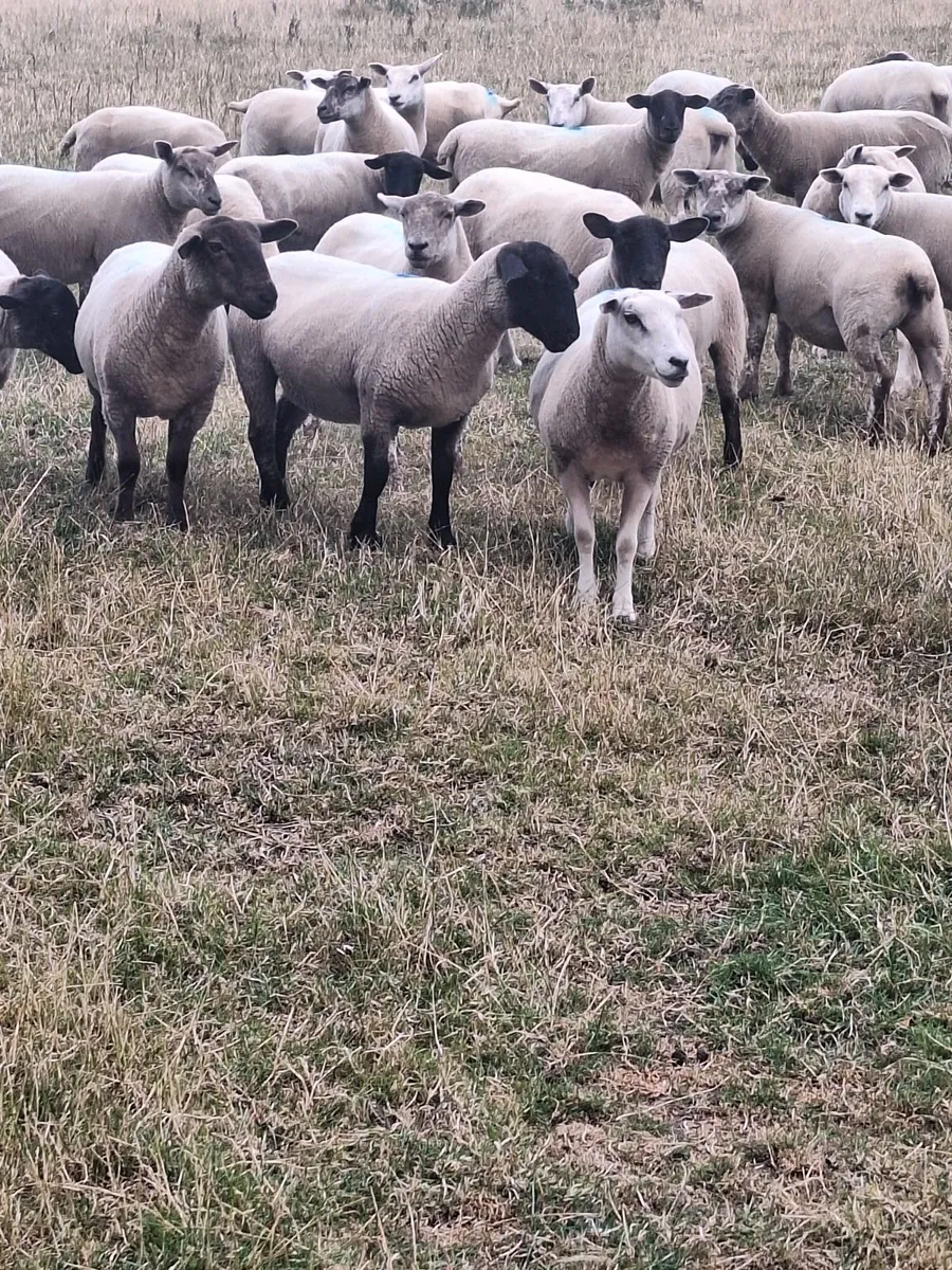 Sheep - Image 1