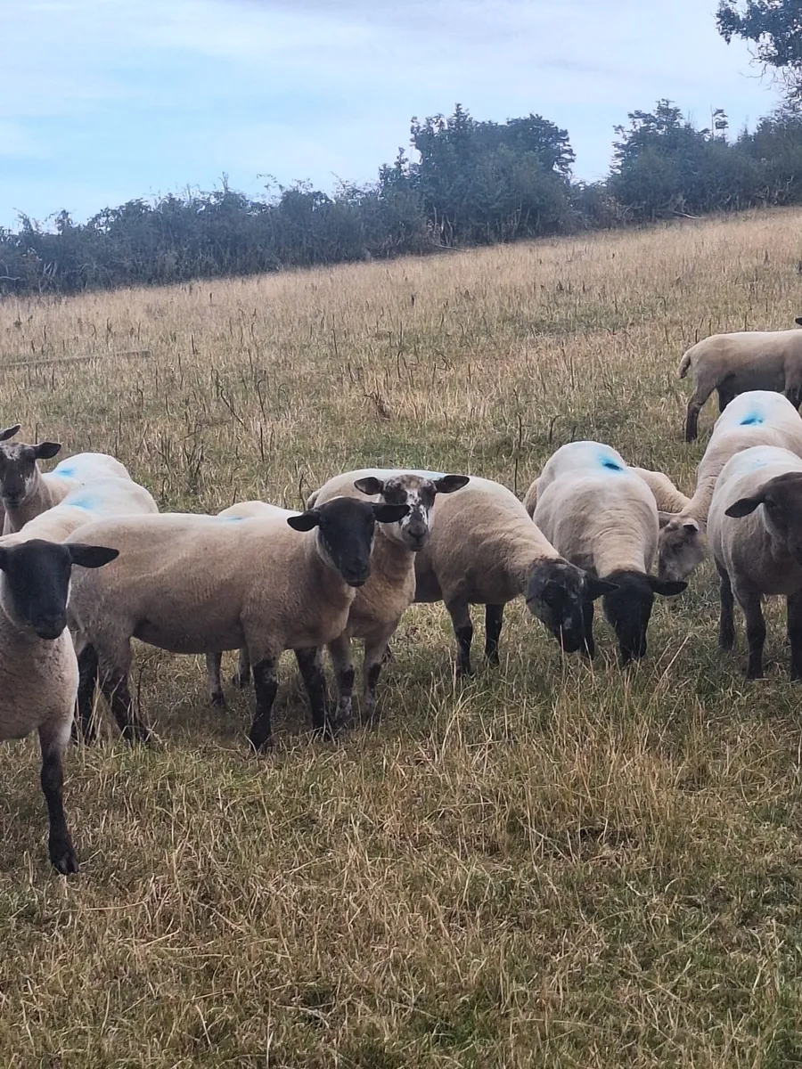 Sheep - Image 2