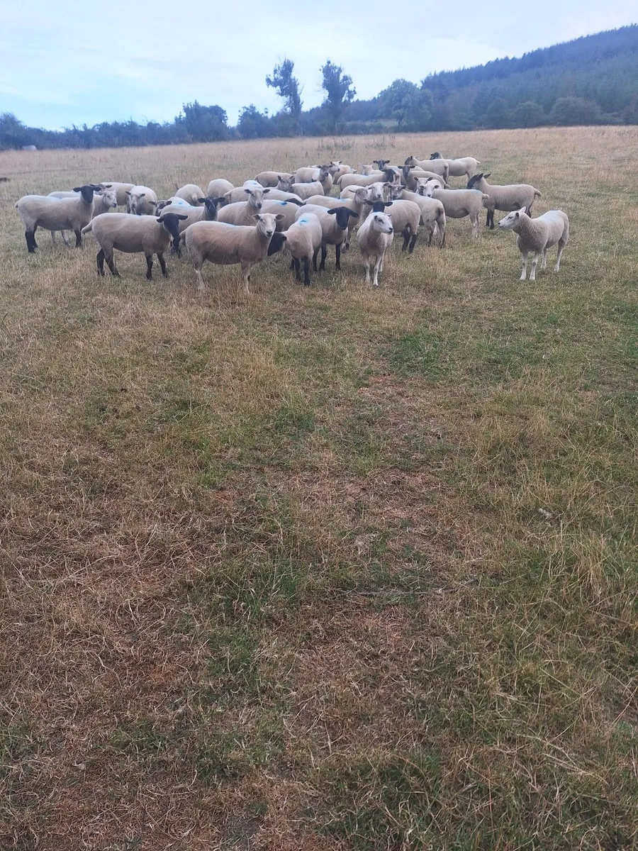 Sheep - Image 4