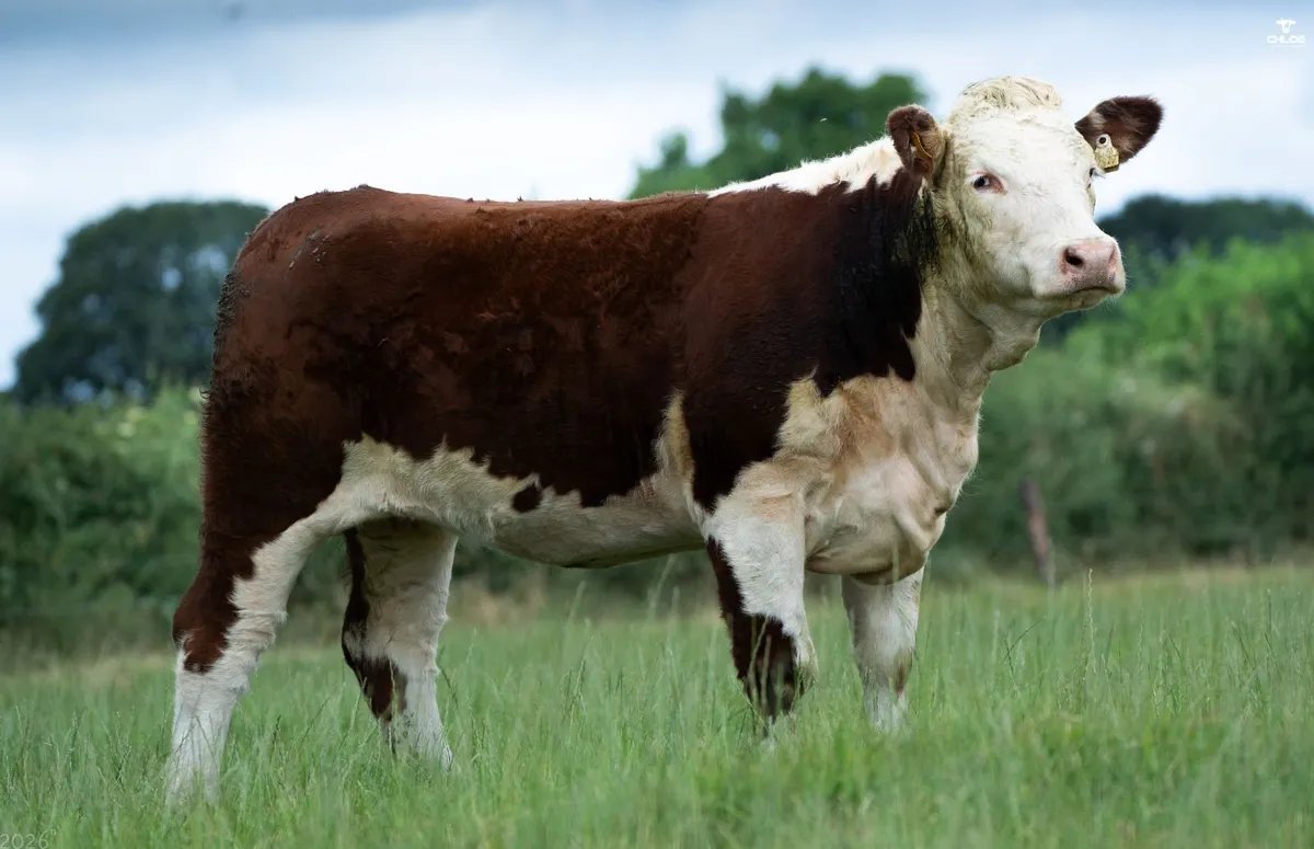 Hereford - Trillick Online Production sale - Image 1