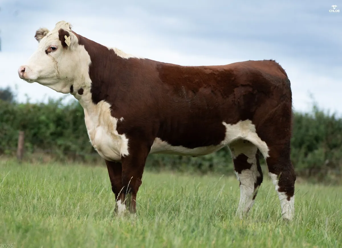 Hereford - Trillick Online Production sale - Image 2