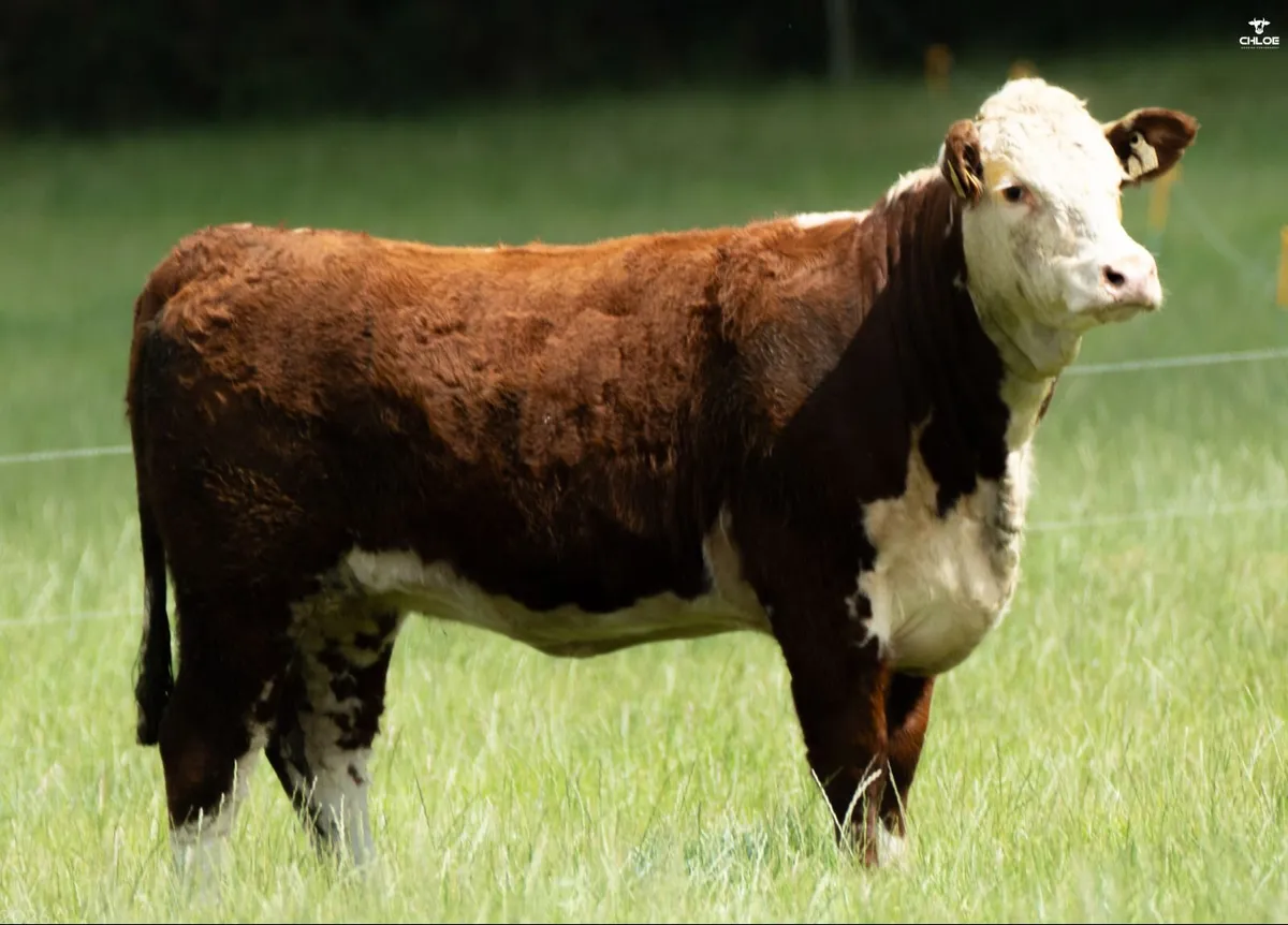 Hereford - Trillick Online Production sale - Image 3
