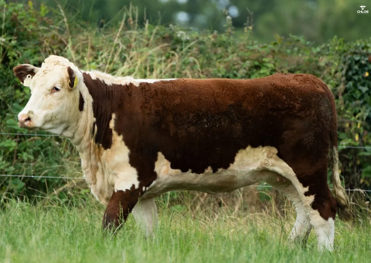 Hereford - Trillick Online Production sale - Image 4