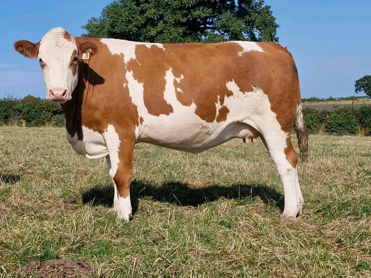 In-calf Simmental heifers - Image 1