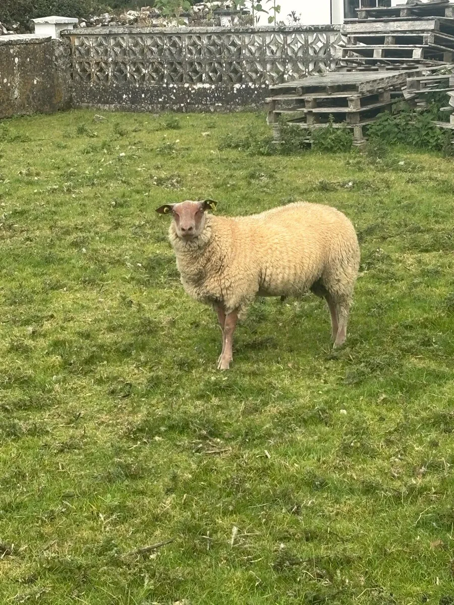 Rouge ram lamb - Image 4