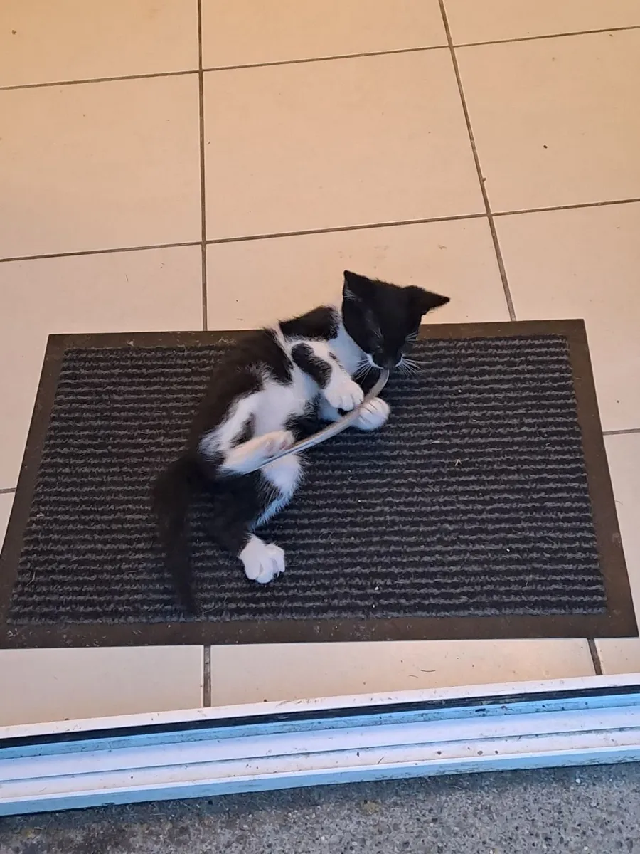 Kittens - Image 1