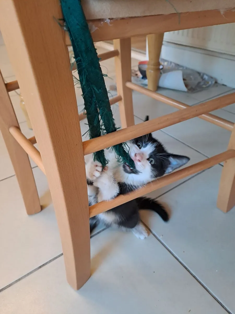 Kittens - Image 3