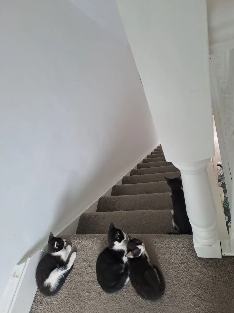 Kittens - Image 2