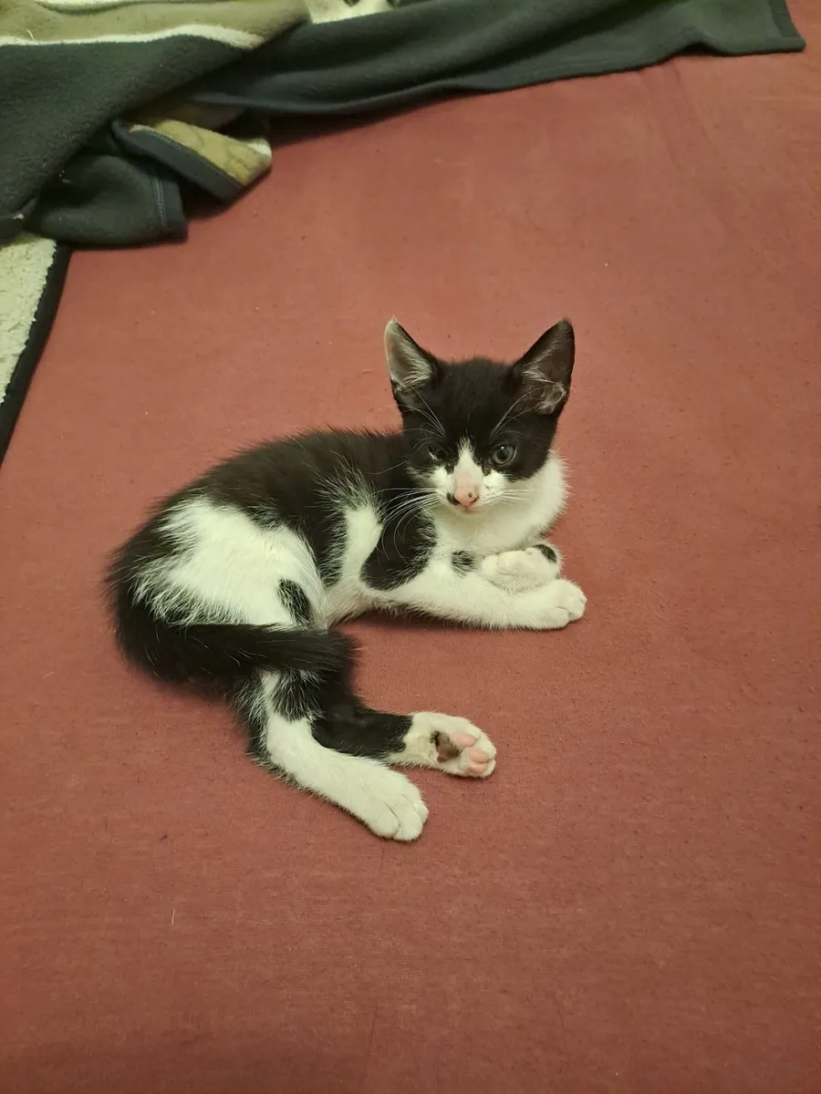 Kittens - Image 4