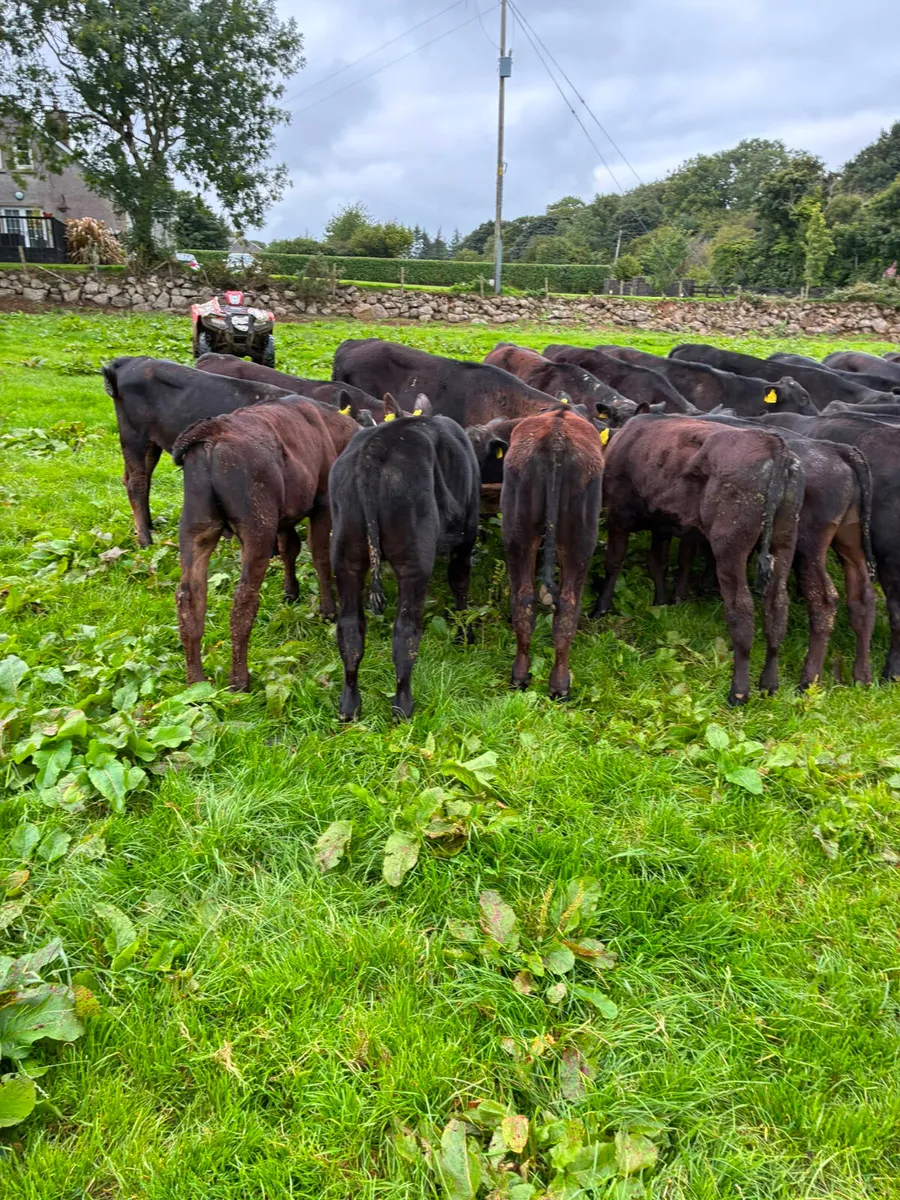 Angus bulls - Image 4