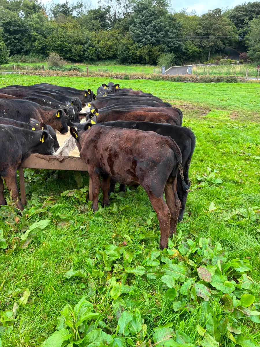 Angus bulls - Image 3