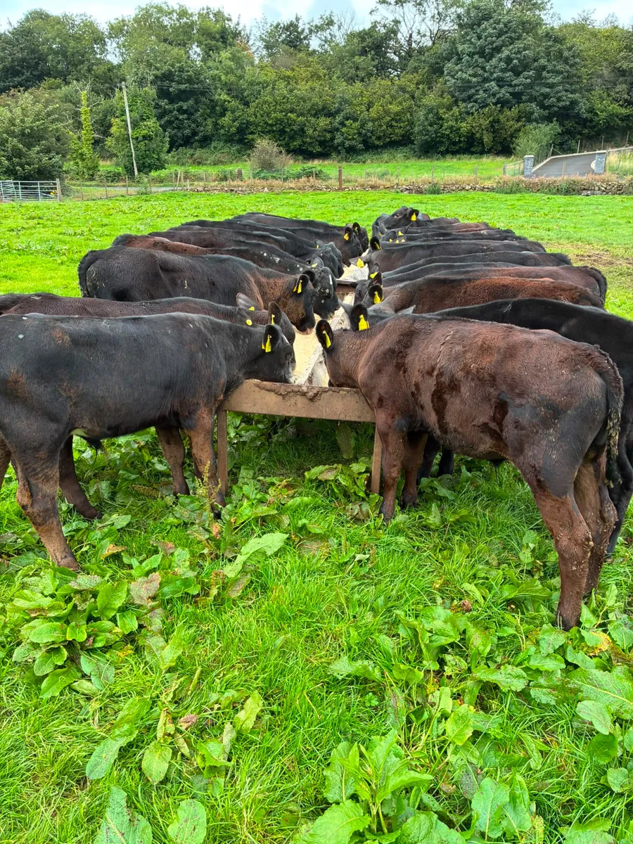Angus bulls - Image 2