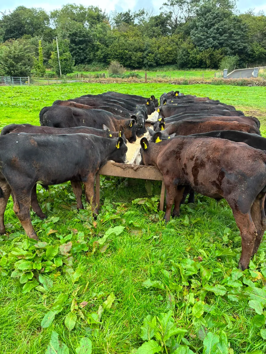 Angus bulls - Image 1