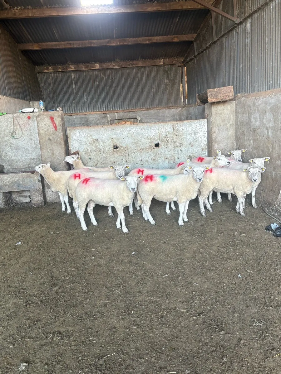 10 texel ewe hoggets - Image 1