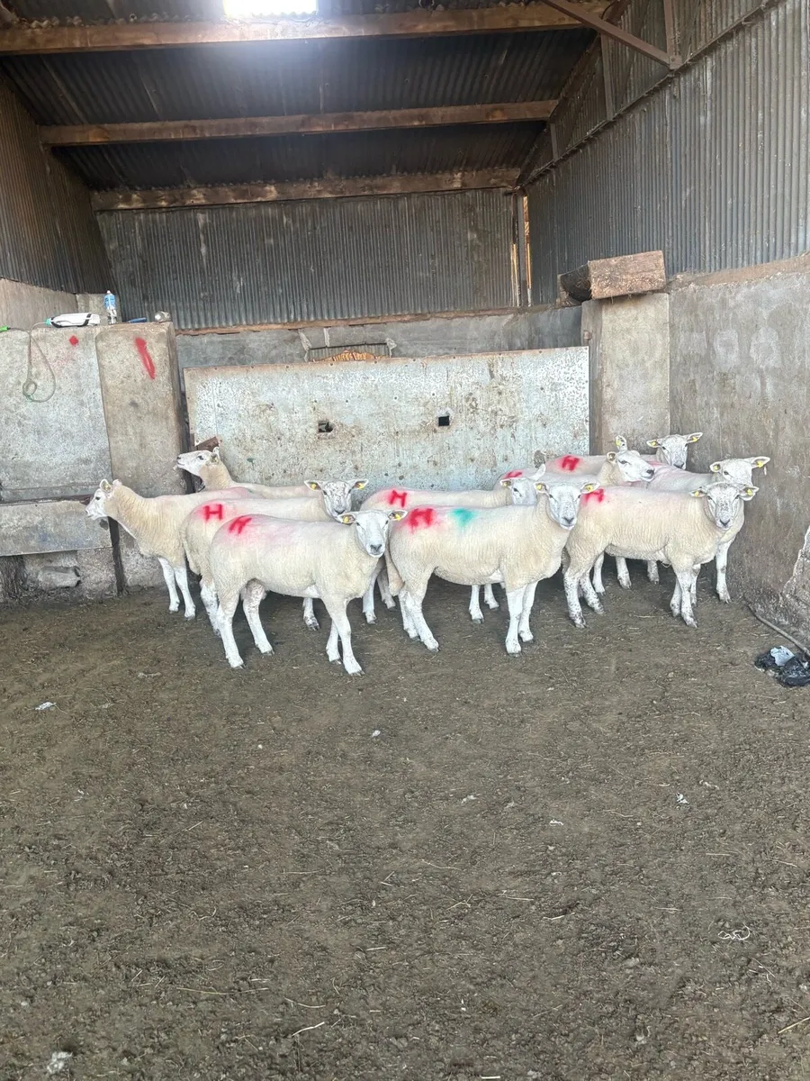 10 texel ewe hoggets - Image 2