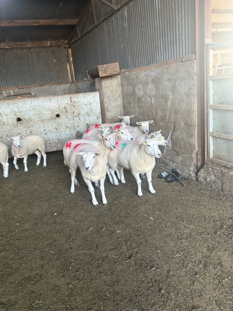 10 texel ewe hoggets - Image 3