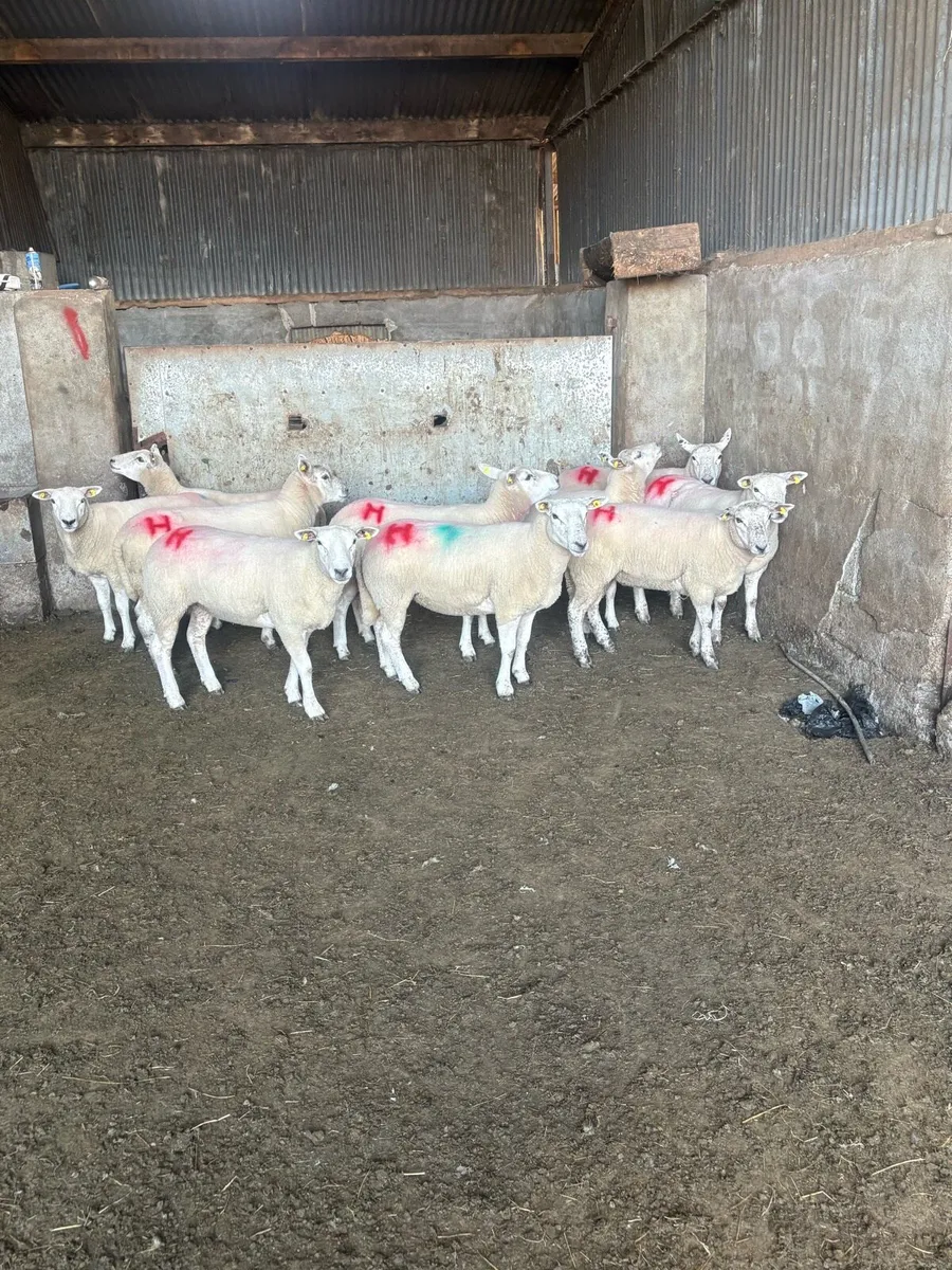 10 texel ewe hoggets - Image 4
