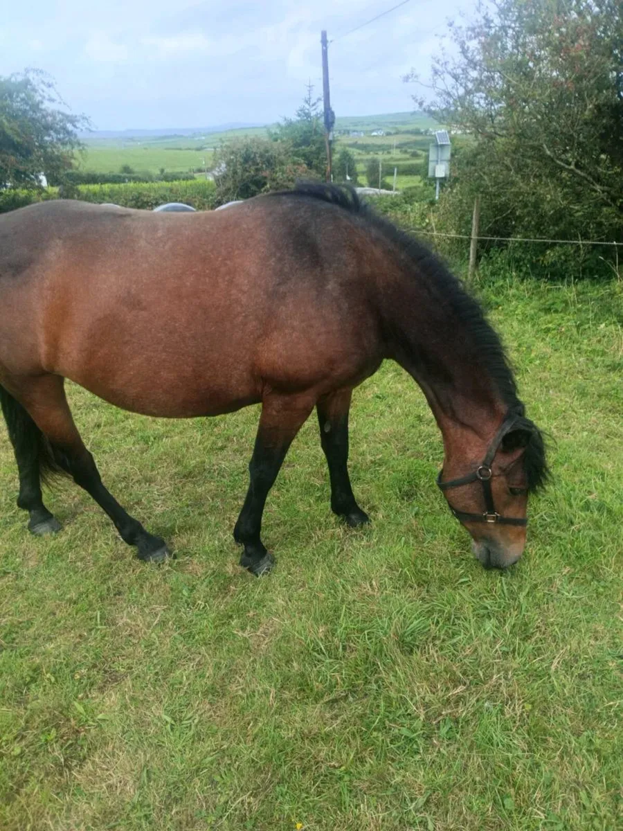Mare & foal - Image 1