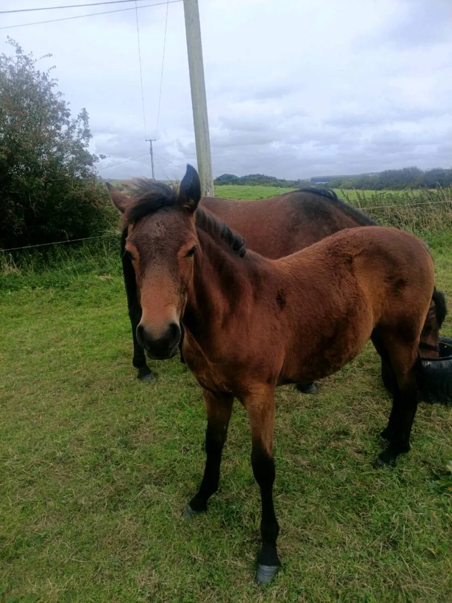 Mare & foal - Image 2