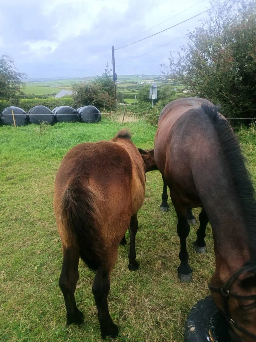 Mare & foal - Image 3