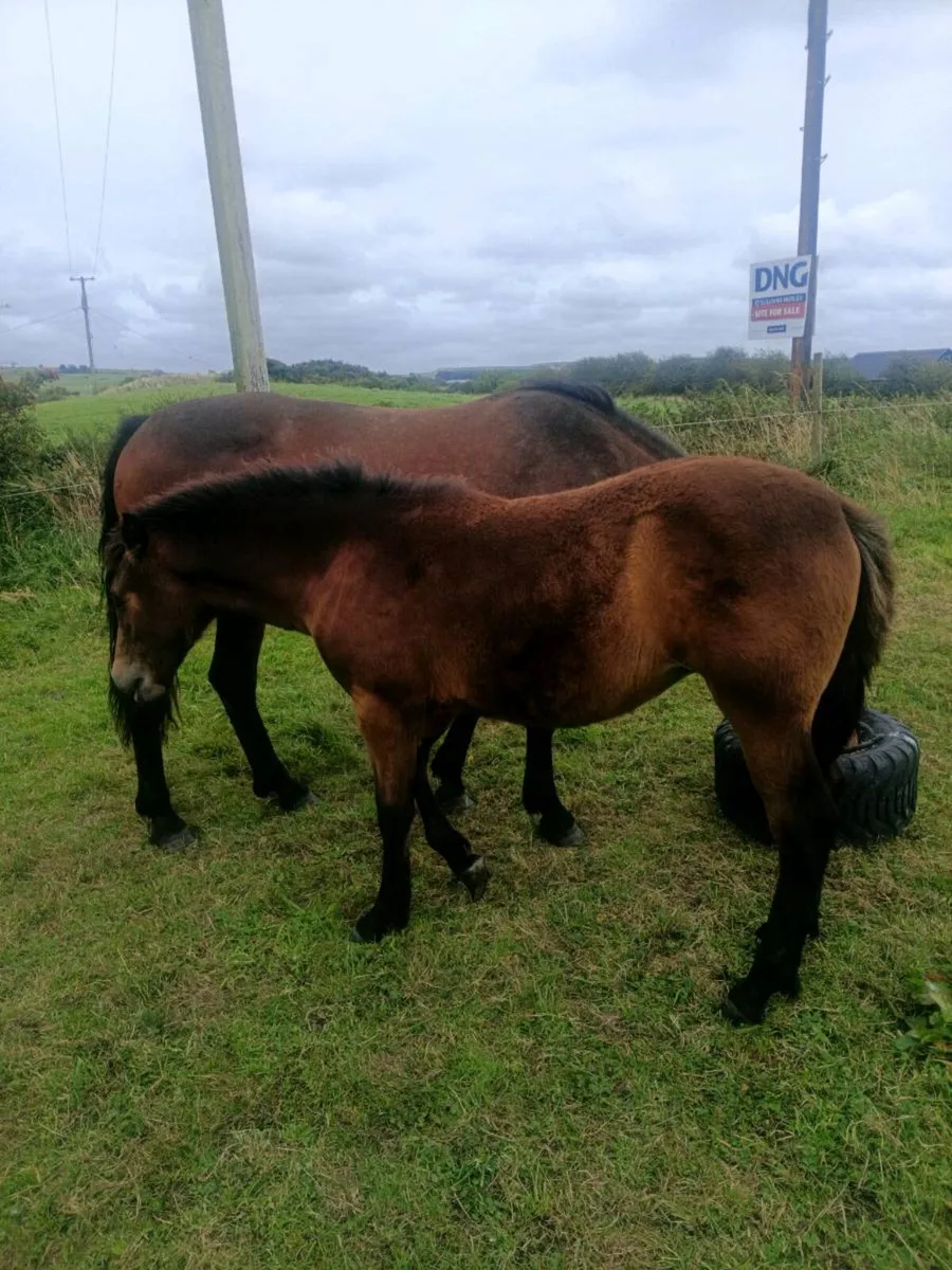 Mare & foal - Image 4