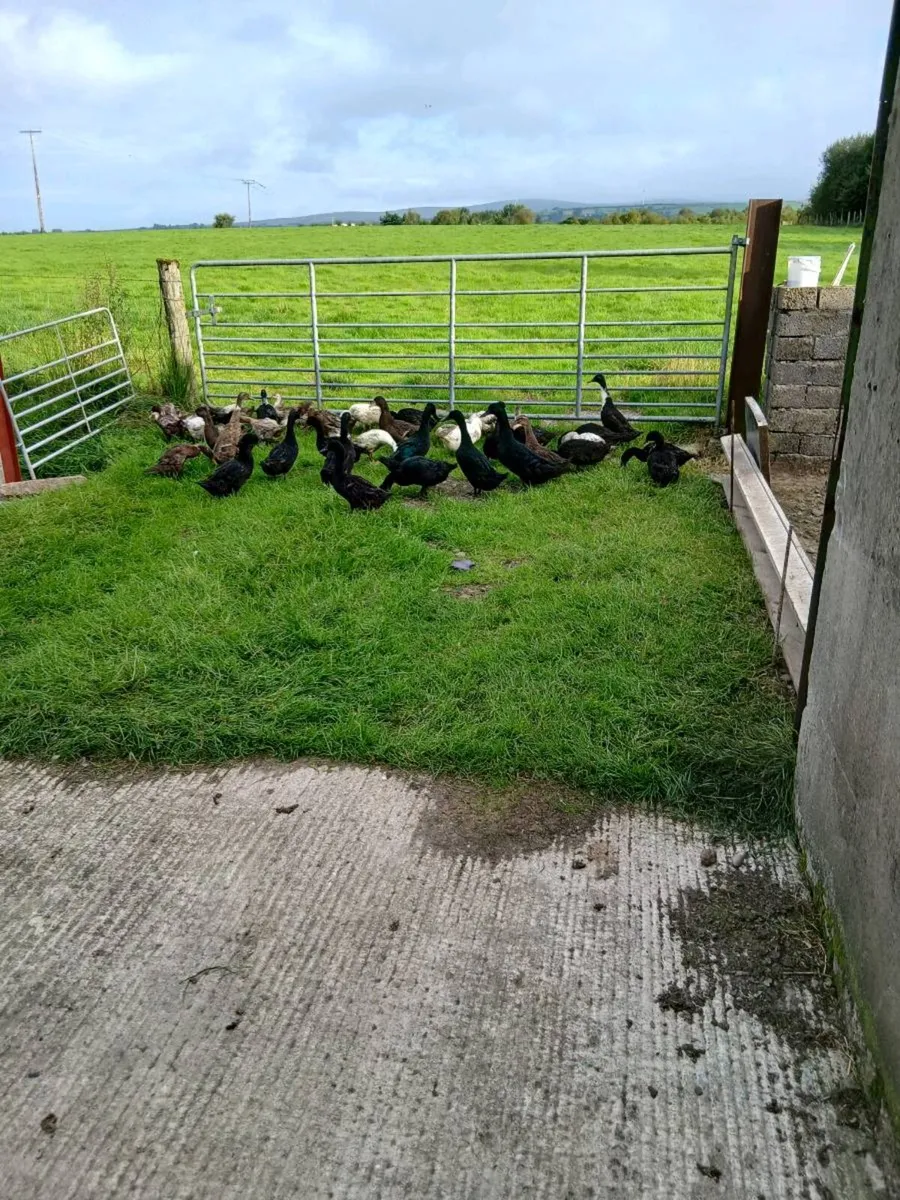Ducks - Image 1
