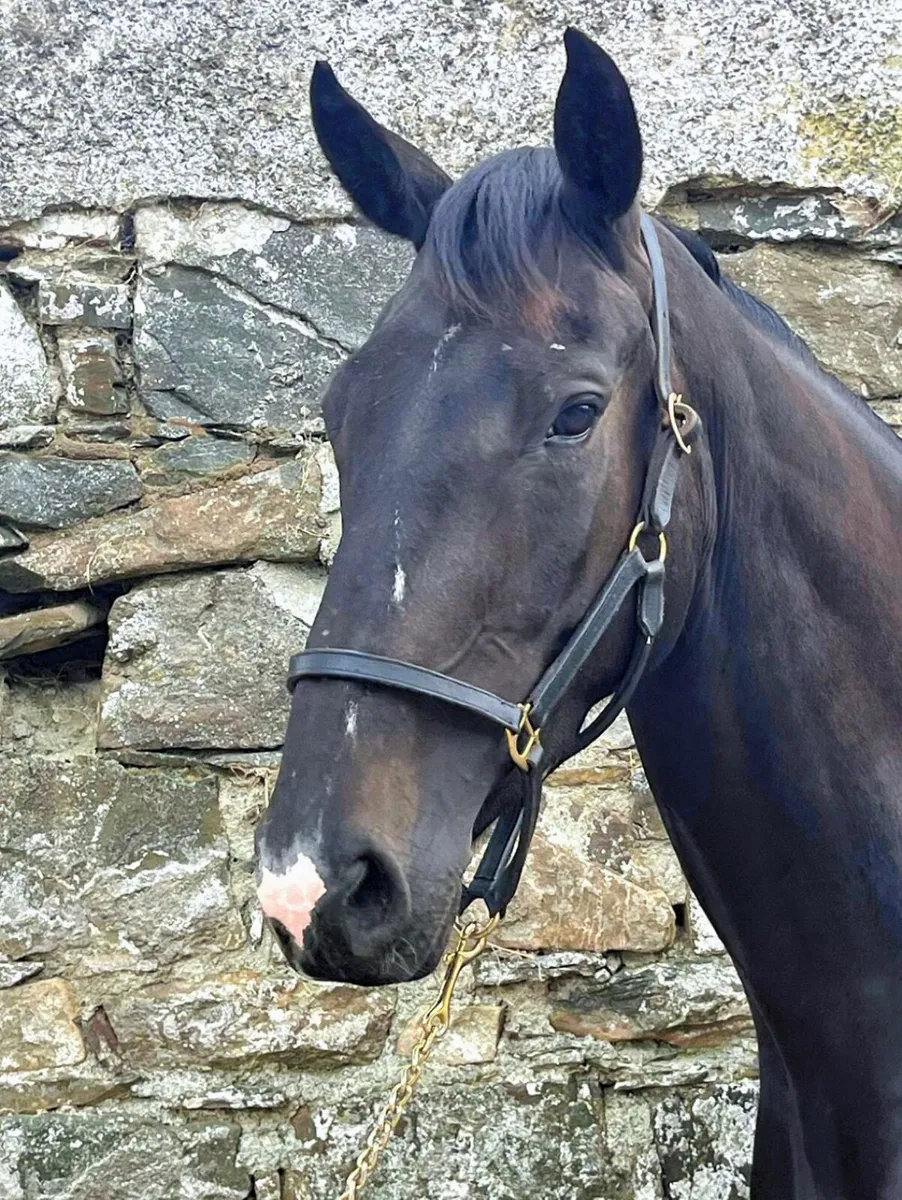 Lot:533 goresbridge. 4 yo event star - Image 3